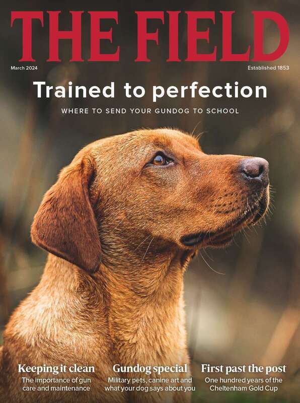 The Field Single Issue